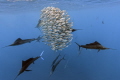   sailfish hunting sardines  